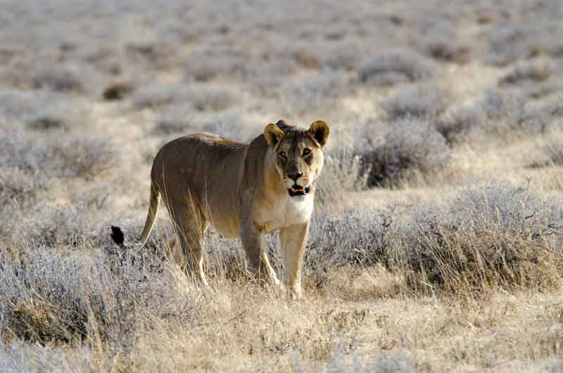 37 - Namibia - leones comiendo - parque nacional de Etosha